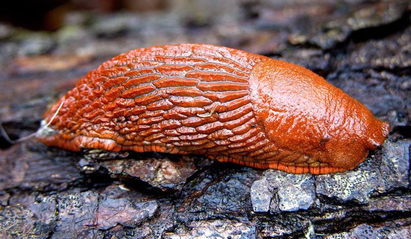 Atmosfere nel bosco......